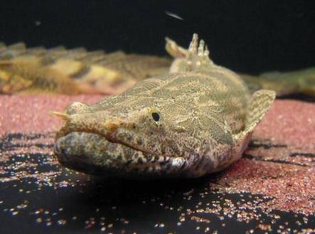 恐龍魚最貴的品種值多少錢