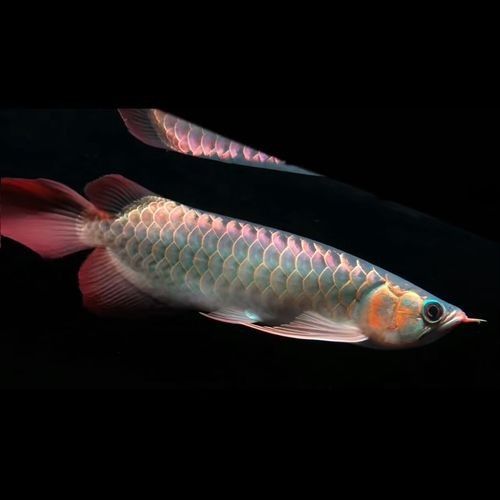 銀龍魚發色過程圖解大全大圖