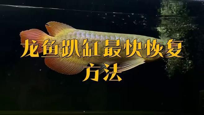 金龍魚爬背后的護理方法