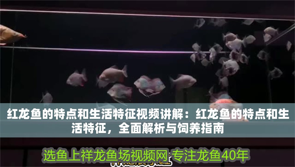 紅龍魚的特點和生活特征視頻講解：紅龍魚的特點和生活特征，全面解析與飼養指南