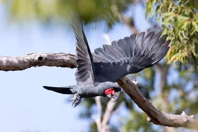 紅龍魚的特點和生活特征視頻講解：紅龍魚的特點和生活特征，全面解析與飼養指南