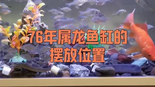 龍魚缸的擺放位置