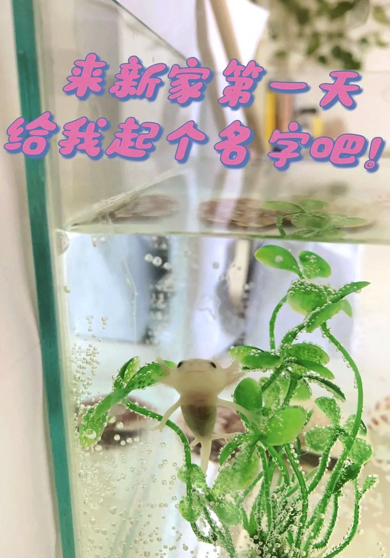 六角龍可以吃哪些植物