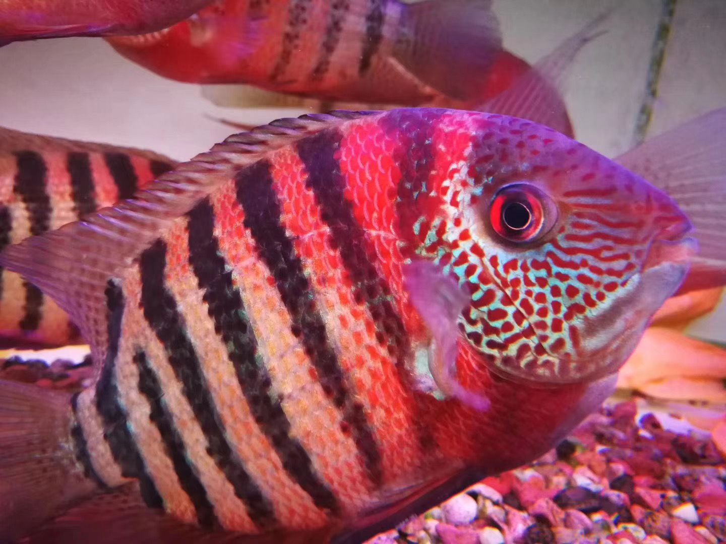 龍魚的虎斑是什么顏色的：不同品種龍魚虎斑特點(diǎn)比較,龍魚虎斑與鱗框顏色關(guān)系