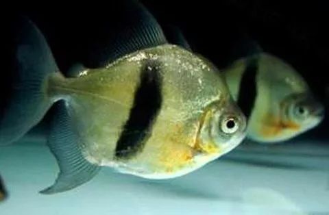 龍魚的虎斑是什么顏色的：不同品種龍魚虎斑特點比較,龍魚虎斑與鱗框顏色關(guān)系