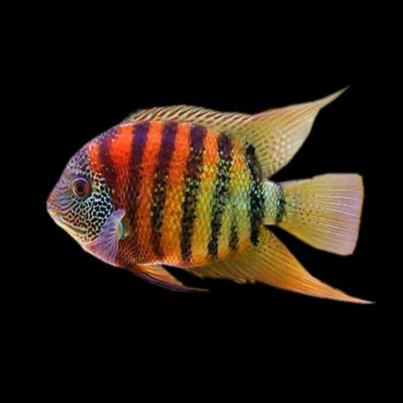 龍魚的虎斑是什么顏色的：不同品種龍魚虎斑特點比較,龍魚虎斑與鱗框顏色關(guān)系