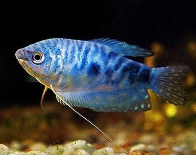 藍曼龍魚介紹：藍曼龍魚與哪些魚類混養(yǎng)適宜藍曼龍魚繁殖技巧分享