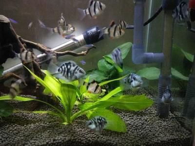 藍曼龍魚介紹：藍曼龍魚與哪些魚類混養(yǎng)適宜藍曼龍魚繁殖技巧分享
