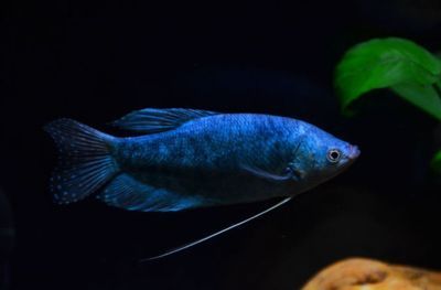 藍曼龍魚介紹：藍曼龍魚與哪些魚類混養(yǎng)適宜藍曼龍魚繁殖技巧分享