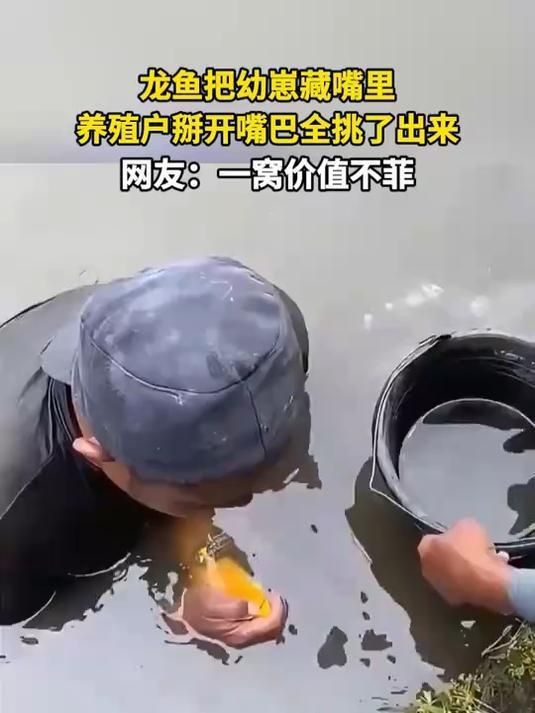 能給出更多龍魚養殖案例嗎？