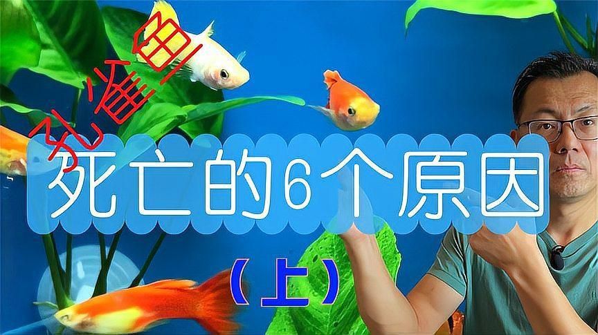 孔雀魚總是死什么原因 孔雀魚總是死什么原因 龍魚百科 第3張