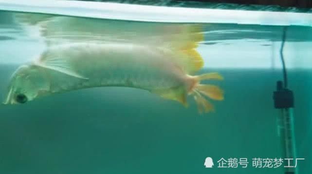 龍魚突然翻肚皮什么原因 龍魚突然翻肚皮什么原因 龍魚百科