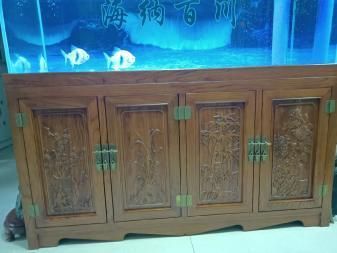 一米五魚缸養金龍魚可以嗎（一米五的魚缸可以養1-2條金龍魚，但需要注意什么）