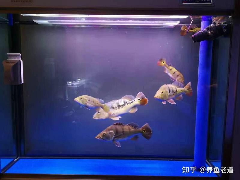 巨暴魚能和龍魚混養嗎圖片