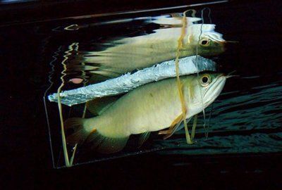 小龍魚怎么養 水位高低:小龍魚怎么養水位高低 龍魚百科 第1張 小龍魚怎么養 水位高低:小龍魚怎么養水位高低 小龍魚怎么養 水位高低:小龍魚怎么養水位高低 龍魚百科 第1張