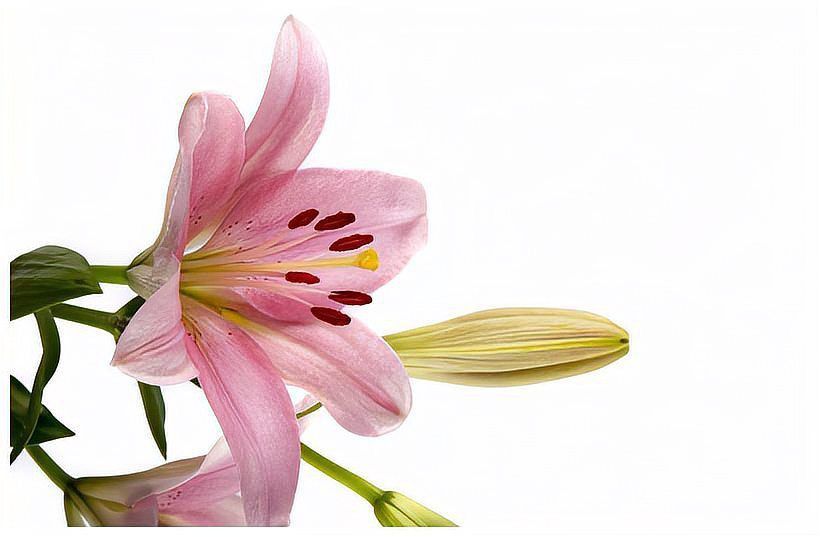 龍王最愛的3個屬相