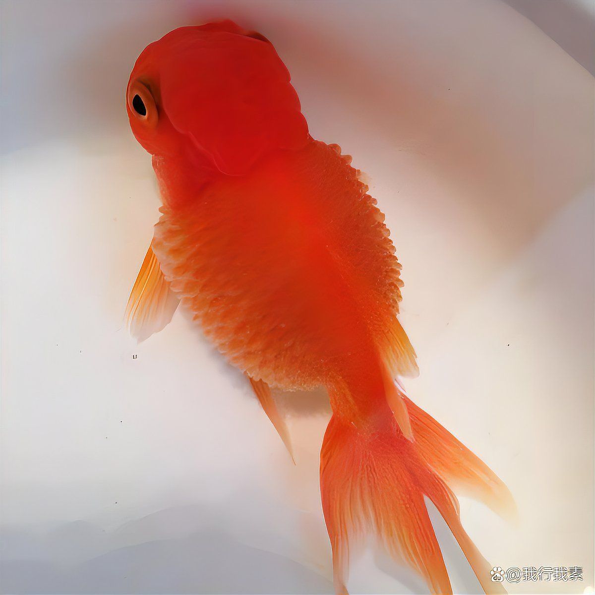 金魚魚鱗滲血