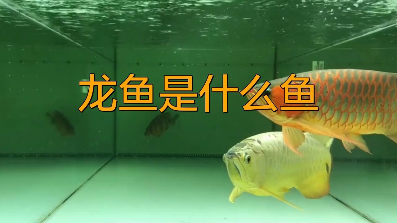 龍魚生態魚缸 龍魚百科 第4張 龍魚生態魚缸 龍魚生態魚缸 龍魚百科 第4張