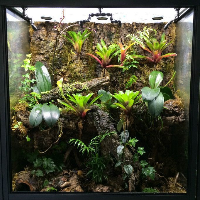 龍魚生態魚缸 龍魚百科 第10張 龍魚生態魚缸 龍魚生態魚缸 龍魚百科 第10張