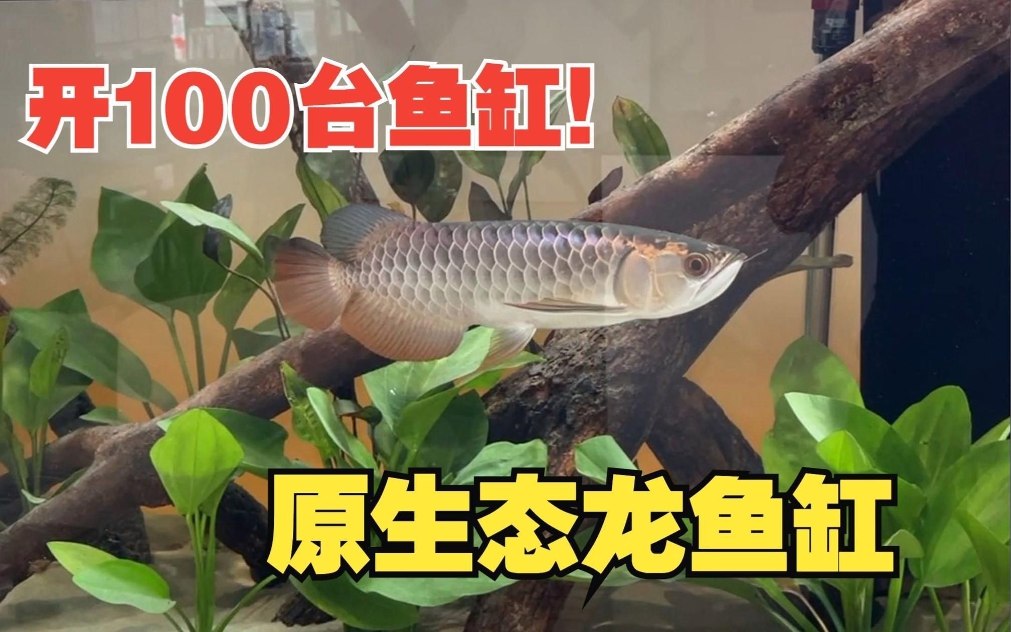 龍魚生態魚缸 龍魚百科 第7張 龍魚生態魚缸 龍魚生態魚缸 龍魚百科 第7張