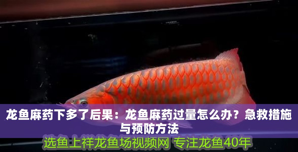 龍魚麻藥下多了后果：龍魚麻藥過量怎么辦？急救措施與預(yù)防方法