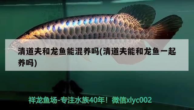 龍魚能和清道夫混養么：龍魚和清道夫可以混養嗎