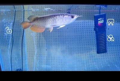 龍魚怕人跳缸嗎：龍魚怕人會跳缸嗎