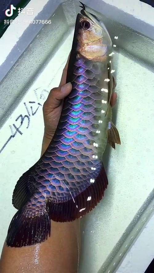 藍(lán)色金龍魚圖片大全欣賞圖 藍(lán)色金龍魚圖片大全欣賞圖 龍魚百科 第2張