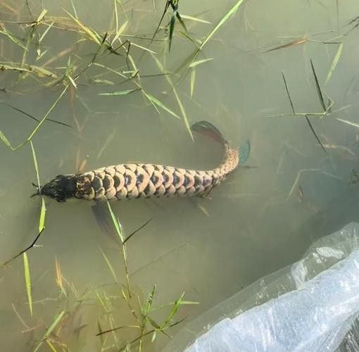 藍(lán)色金龍魚圖片大全欣賞圖 藍(lán)色金龍魚圖片大全欣賞圖 龍魚百科 第11張
