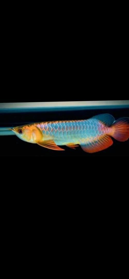 藍(lán)色金龍魚圖片大全欣賞圖 藍(lán)色金龍魚圖片大全欣賞圖 龍魚百科 第16張