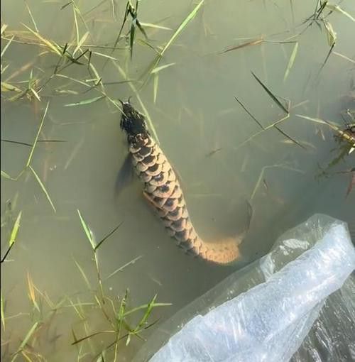 藍(lán)色金龍魚圖片大全欣賞圖 藍(lán)色金龍魚圖片大全欣賞圖 龍魚百科 第21張