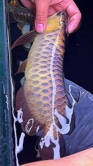 藍(lán)色金龍魚圖片大全欣賞圖 藍(lán)色金龍魚圖片大全欣賞圖 龍魚百科 第22張