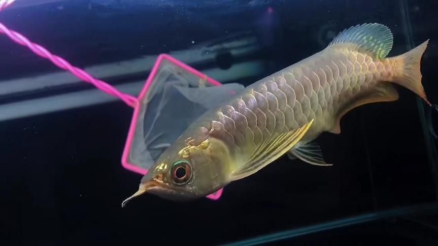 藍(lán)色金龍魚圖片大全欣賞圖 藍(lán)色金龍魚圖片大全欣賞圖 龍魚百科 第24張