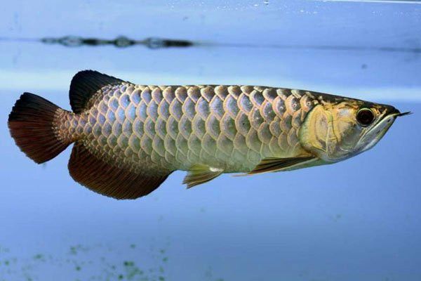 藍(lán)色金龍魚圖片大全欣賞圖 藍(lán)色金龍魚圖片大全欣賞圖 龍魚百科 第35張