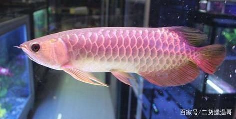 什么金龍魚好養活一點，關于金龍魚的飼養建議 什么金龍魚好養活一點，關于金龍魚的飼養建議 龍魚百科 第4張