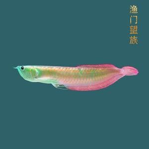 銀龍魚苗一個月能長多大啊圖片