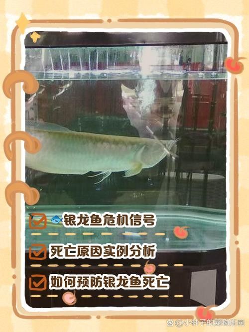 銀龍魚苗一個月能長多大啊圖片