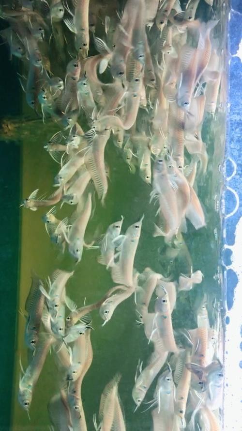 銀龍魚苗一個月能長多大啊圖片