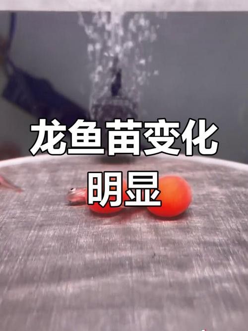 銀龍魚苗一個月能長多大啊圖片