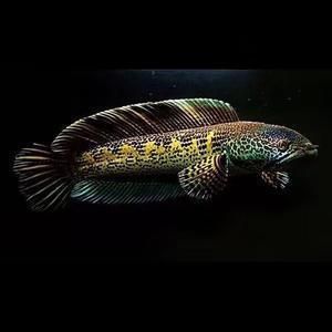 黃金眼鏡蛇雷龍魚苗特點(diǎn)：黃金眼鏡蛇雷龍魚苗的特點(diǎn)