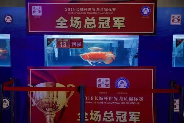 龍魚出口：祥龍魚場出口業務聯系方式
