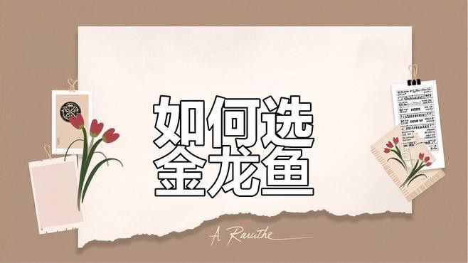 金龍魚寶石和高背區(qū)別