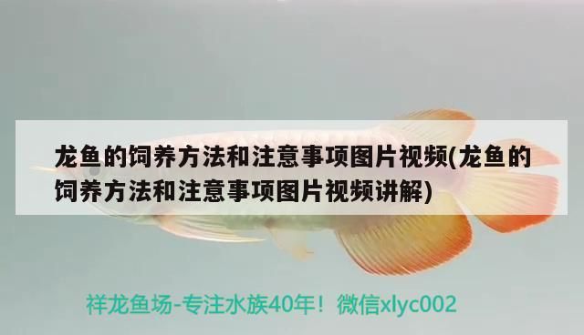 龍魚的飼養(yǎng)方法和注意事項(xiàng)圖片視頻(龍魚的飼養(yǎng)方法和注意事項(xiàng)圖片視頻講解)