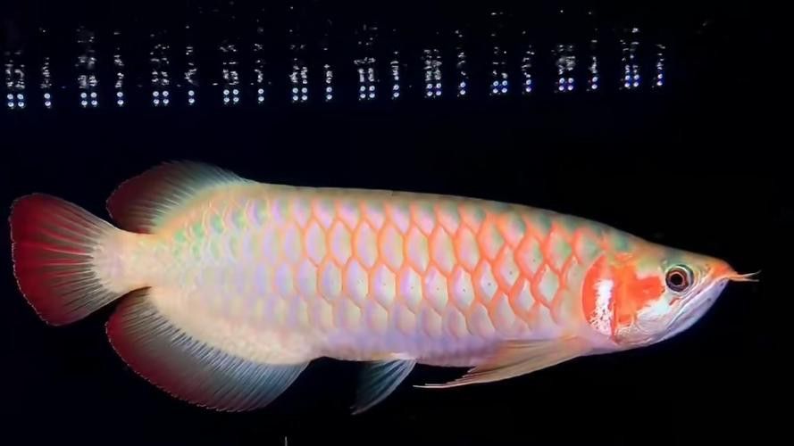 白玉紅龍魚圖片欣賞大全