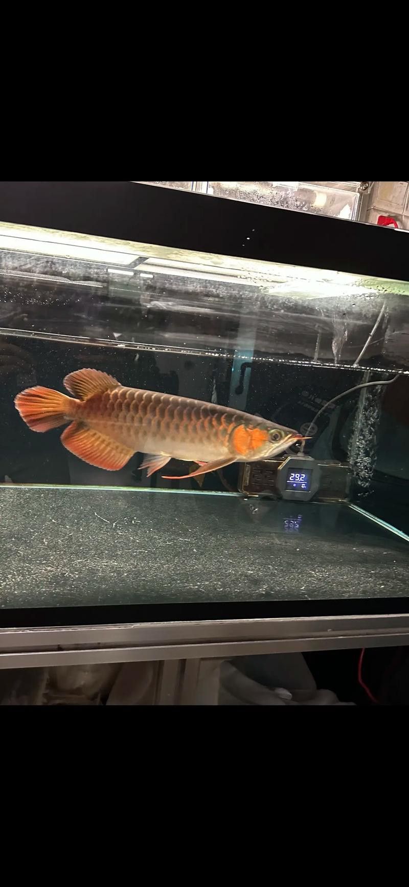 白玉紅龍魚圖片欣賞大全