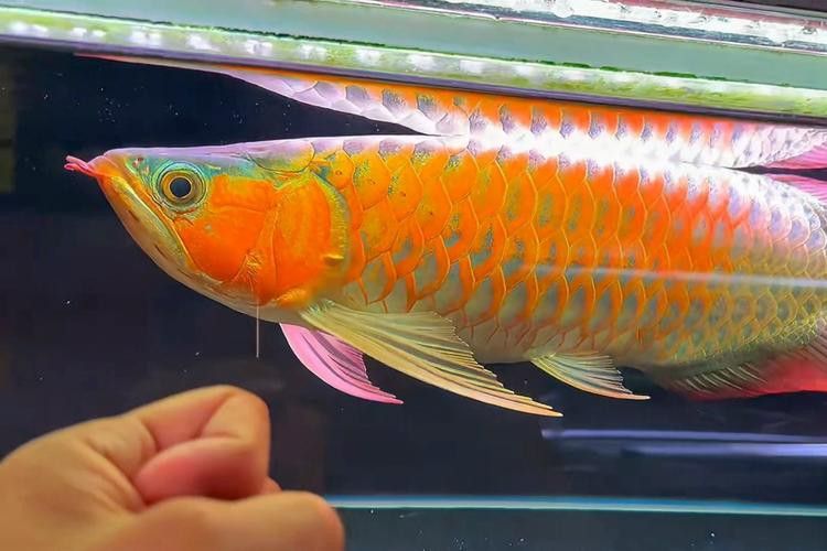 白玉紅龍魚圖片欣賞大全