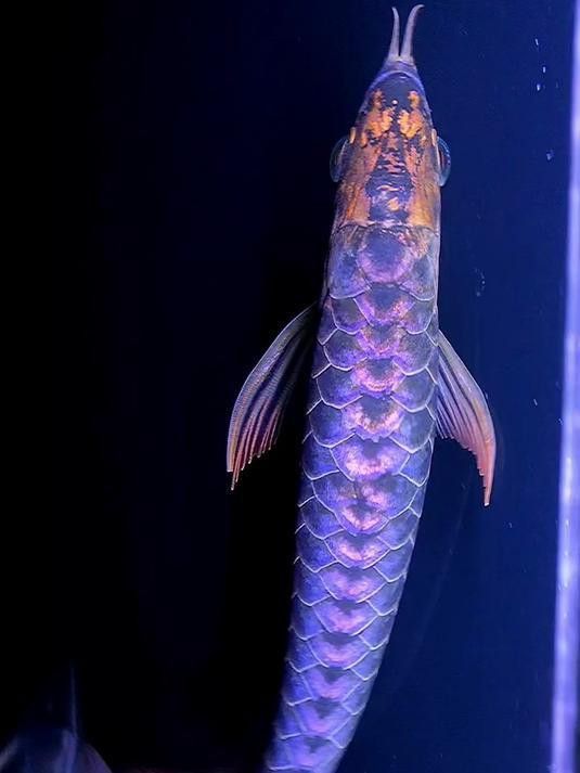 藍底過背金龍有哪些著名的品種？ 藍底過背金龍有哪些著名的品種？ 龍魚百科 第9張