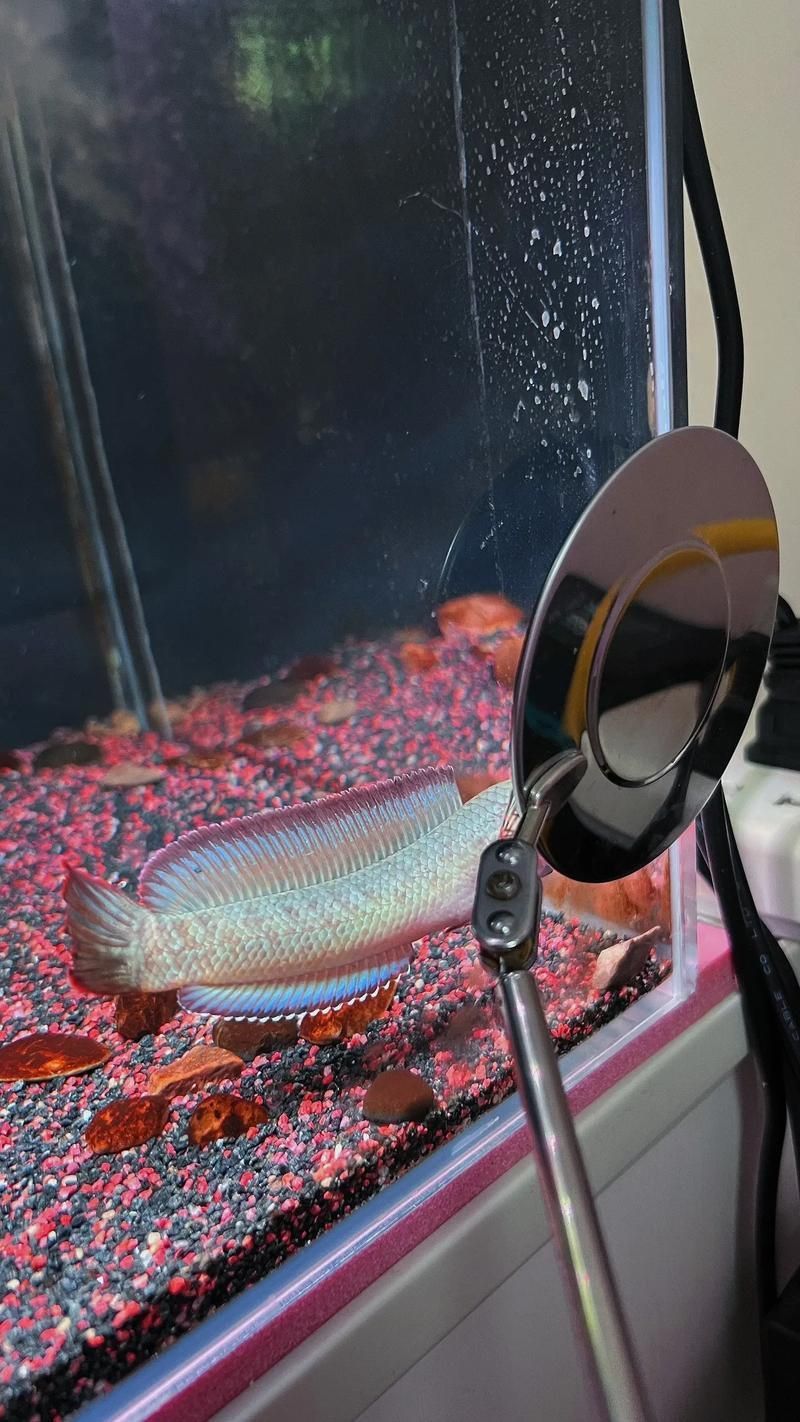 酒紅雷龍魚圖片實拍