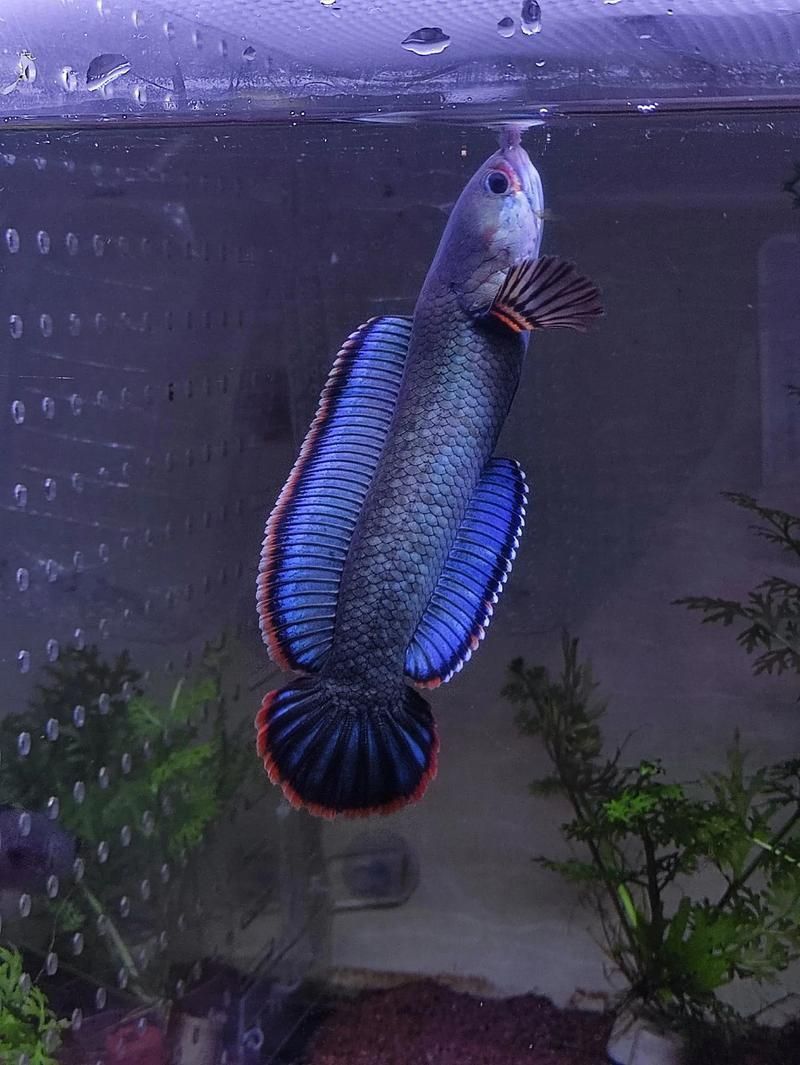 酒紅雷龍魚圖片實拍