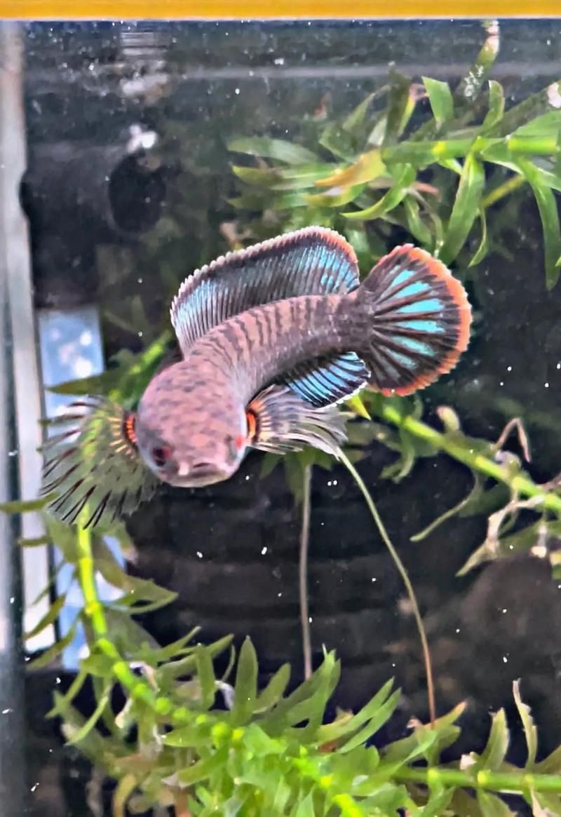 酒紅雷龍魚圖片實拍